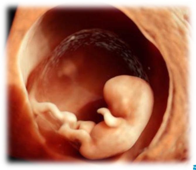 Pulsad doppler vid riskgraviditet Arteria uterina Arteria cerebri media Arteria umbilicalis Vena umbilicalis Ductus