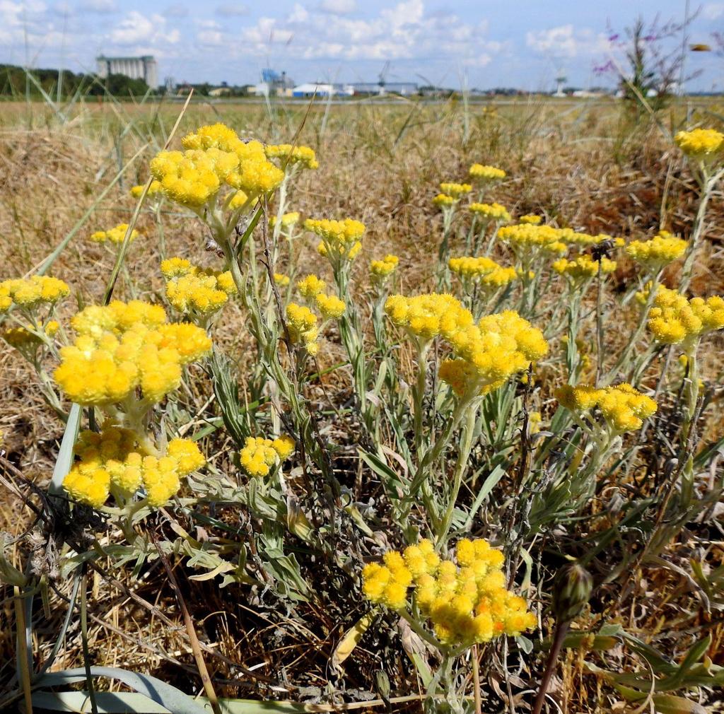 Naturskyddsföreningen i Kristianstad och
