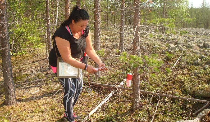NATURPASSET 2019 Seskarö IF:s orienteringssektion ordnar även denna sommar det så kallade Naturpasset.