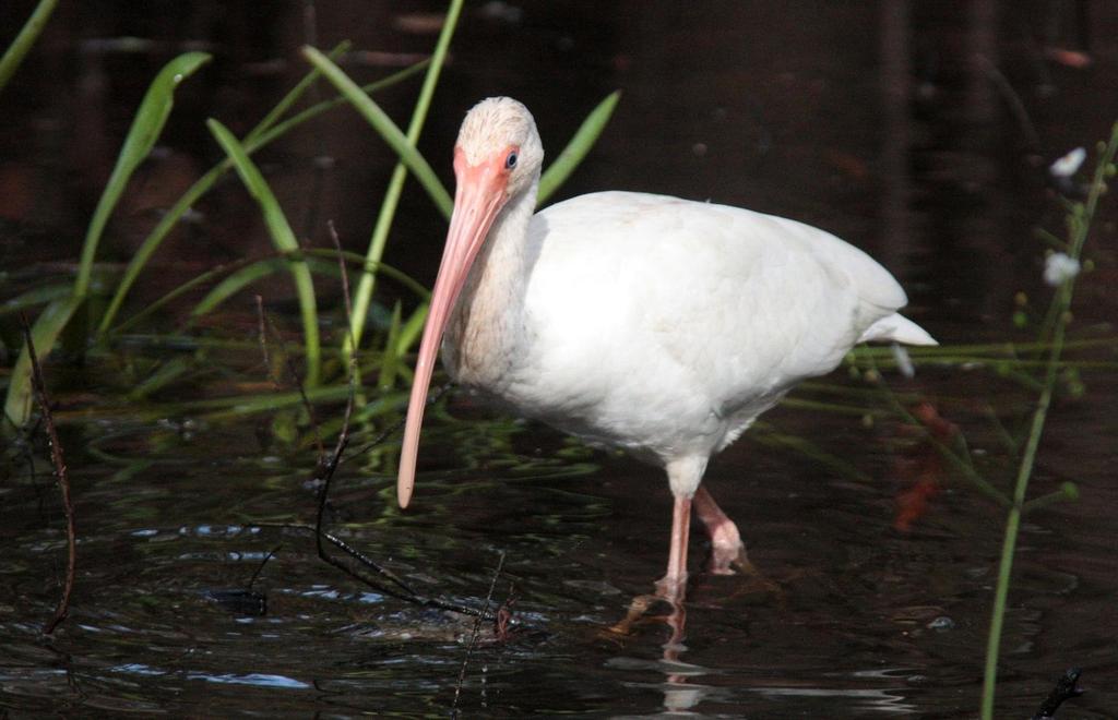 Florida 4 12 april 2020 fågelresa med Jim Sundberg White Ibis är vanlig i Everglades. Foto: Göran Pettersson Varmt välkommen på AviFaunas resa till Florida!