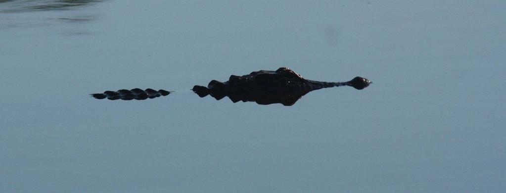 American Alligator ses överallt i Everglades. Foto: Göran Pettersson 9 april. Heldagstur till ögruppen Dry Tortugas.