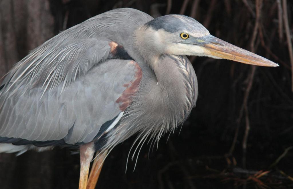 Great Blue Heron blir resans största häger. Foto: Göran Pettersson 10 april. Transport från Key West till Florida City.