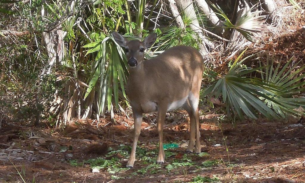 Den White-tailed Deer man ser på Florida Keys är en småväxt form, clavium.