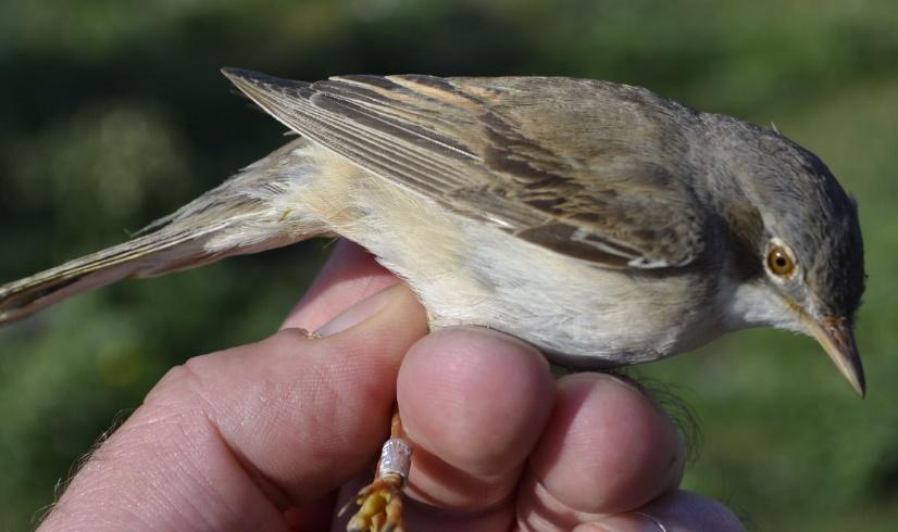 (Adult törnsångare) Tabell 4: Jämförelsedata av ringmärkningsdata för phylloscopus-sångare och flugsnappare 2008-2018 2018 Medel 08-17 2017 2016 2015 2014 2013 2012 2011 2010 2009 2008 Grönsångare 35