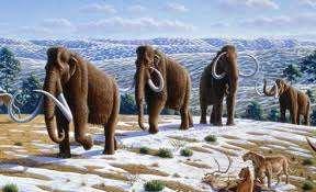 50 000 år sedan På bilden syns baby-mammuten Lyuba, ett av de mest välbevarade fynden av en mammut som hittats.