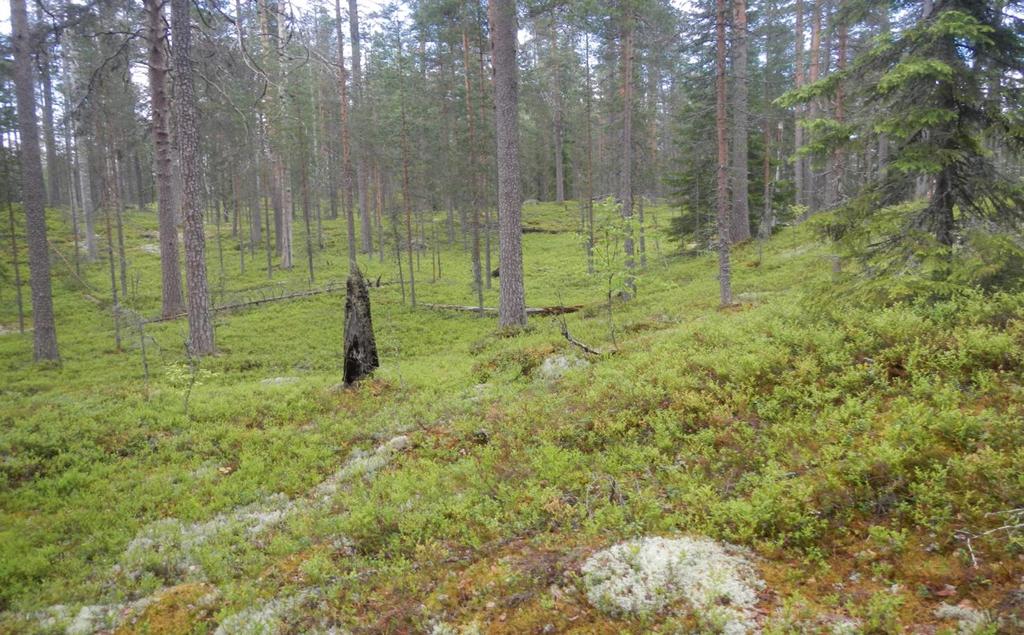 Träden är värdar för en mycket stor del av vår biologiska mångfald