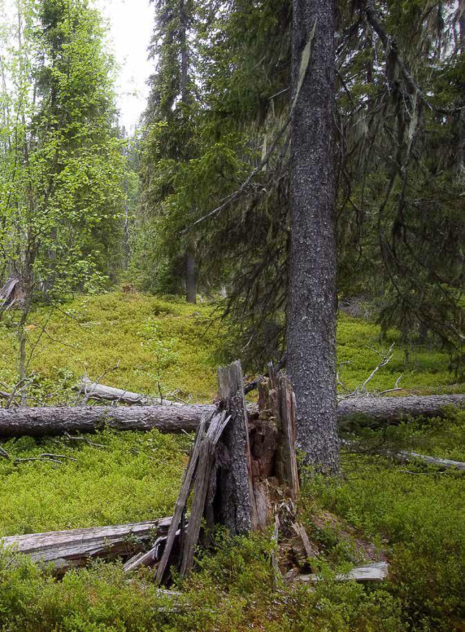 Värdväxters betydelse för andra organismer med fokus på vedartade