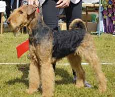 Årets Utställningsairedaleterrier 2017 1. C.I.B NORD UCh SE V-16 Art Direkt Airedale Bodyguard 100 p e. Ch Lisjös Isak u. Art Direkt Airedale Zimsala äg.