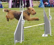 Årets arbetande airedaleterrier 2017 Zenit von Erikson årets Allroundairedale, årets Lydnadsairedale och delad etta årets Rallylydnadsairedale. Årets Allroundairedaleterrier 2017 1.