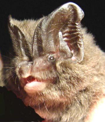 Inventering av barbastell (Barbastella barbastellus) 2005 Med notiser om 