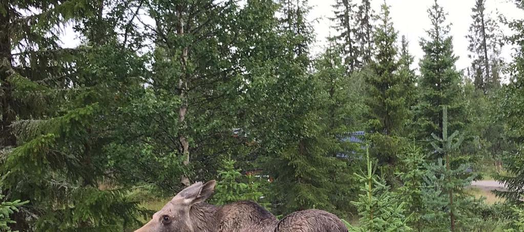 Belägenhet Särnabyn 53:1 omfattar totalt 5 skiften. Skifte 1 finns vid Örevallen.