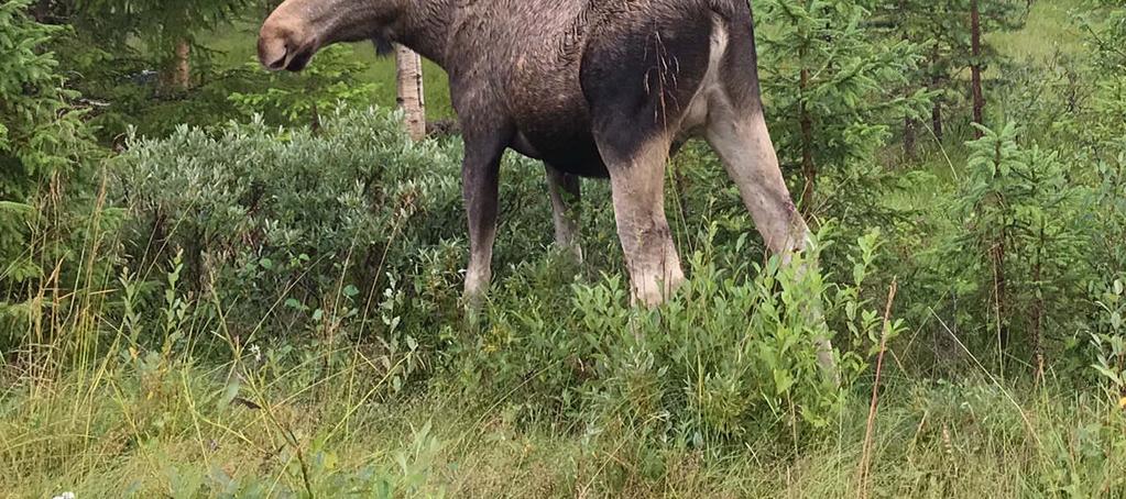Skifte 4 är ett mindre skifte inne i Särna by. Skifte 5 är ett mindre skifte vid Skisjön, som till stora delar omfattar vattenareal.