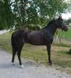 .0 : 0--,a.00 Omega Wise As e Faliero As Kevin Oscarsson Hd /- /0,a C C, 00' Uppf: Allev.