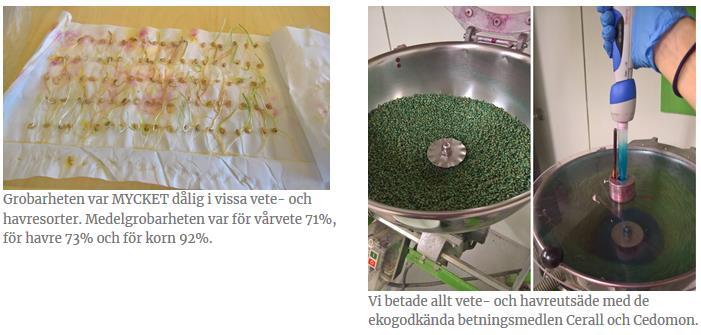Förberedelser inför sådd Vi använde eget utsäde från skörden 2017 => grobarheten svag i