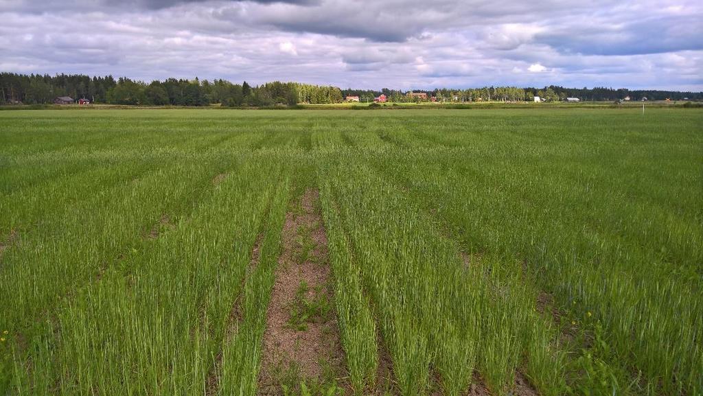 Vårvete