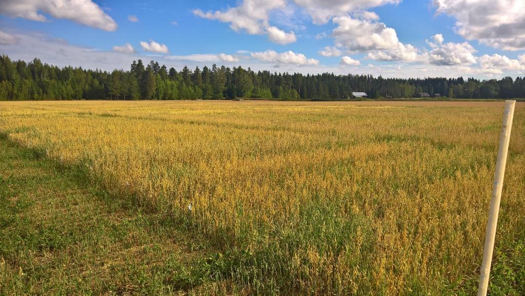 ojämnt pga
