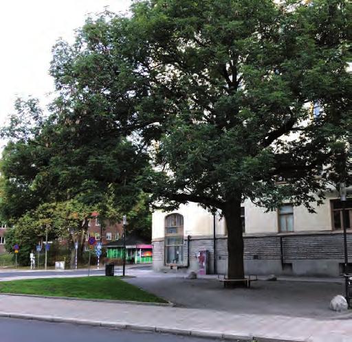 Träd i offentliga miljöer Park- och gatuträd Stadens träd i offentliga miljöer är en viktig del av grönstrukturen som ofta har höga kulturhistoriska, sociala och ekologiska värden.