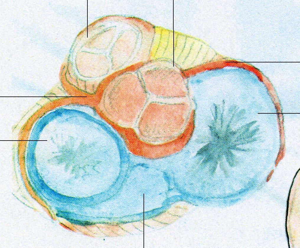 en pulmonalklaff ( en fickklaff) 1. Valvula semi lunaris anterior 2. Valvula semi lunaris sinistra 3. Valvula semi lunaris dextra en aortaklaff (en fickklaff) 2. Valvula semi lunaris sinistra 3. Valvula semi lunaris dextra 4.