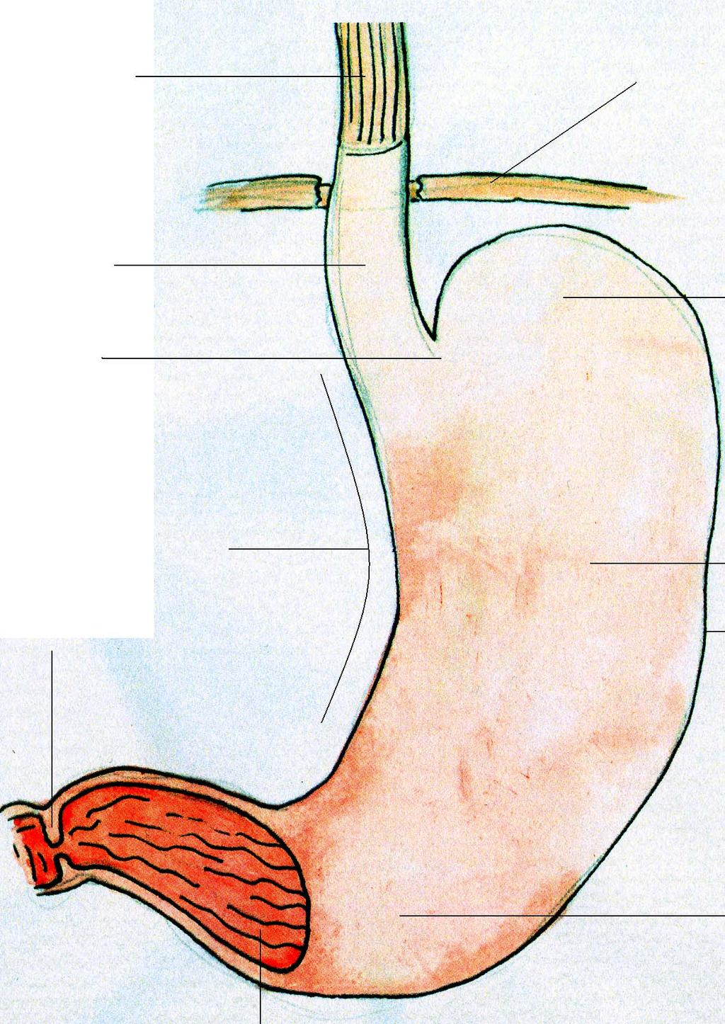 En matstrupe Pars thoracalis Ett mellangärde/ diafragma EN MAGE Pars abdominali s