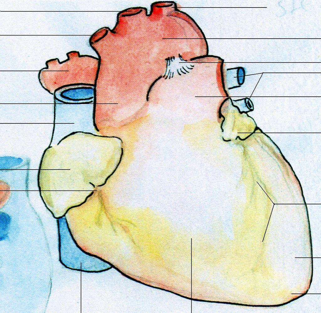 Hjärta (anteriort) A. carotis communis sin. Truncus brachiocephalicus dx. Höger lungartär / A. pulmonalis dx. Aorta ascendens V. cava superior Truncus brachiocephalicus sin.