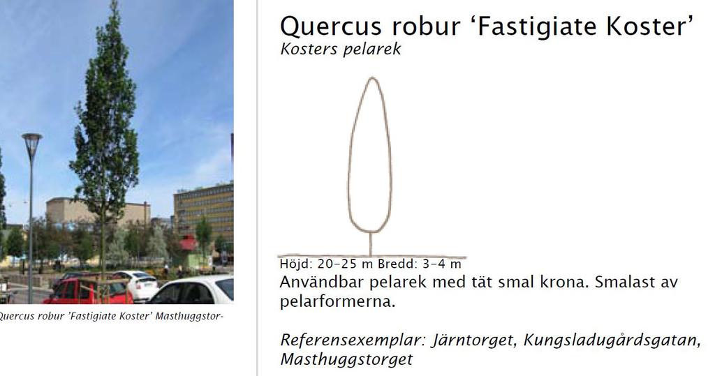Vid val av träd hämtas inspiration från befintlig och