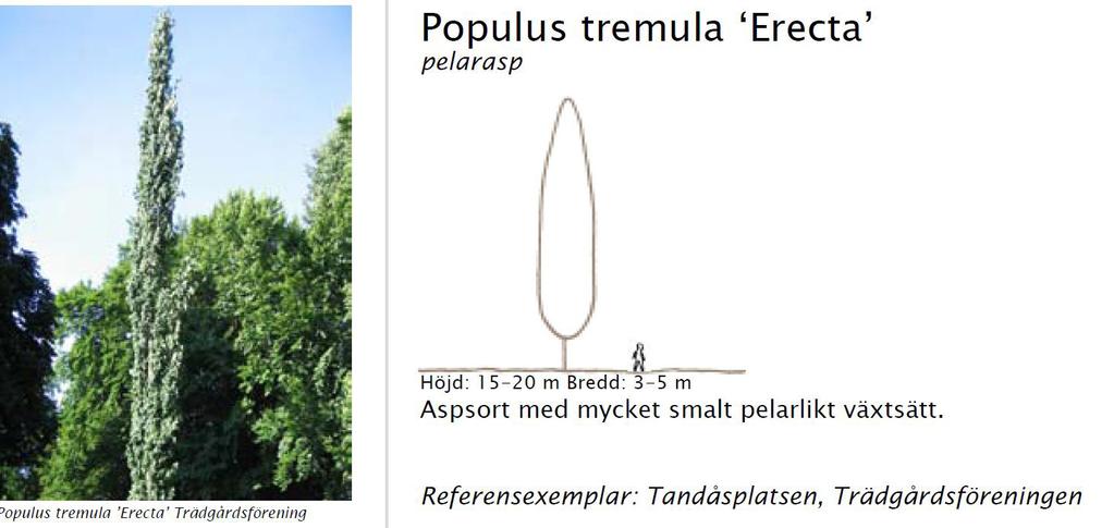 Exemplen nedan ur: TRÄD I GÖTEBORG, Göteborgs Stad, Park
