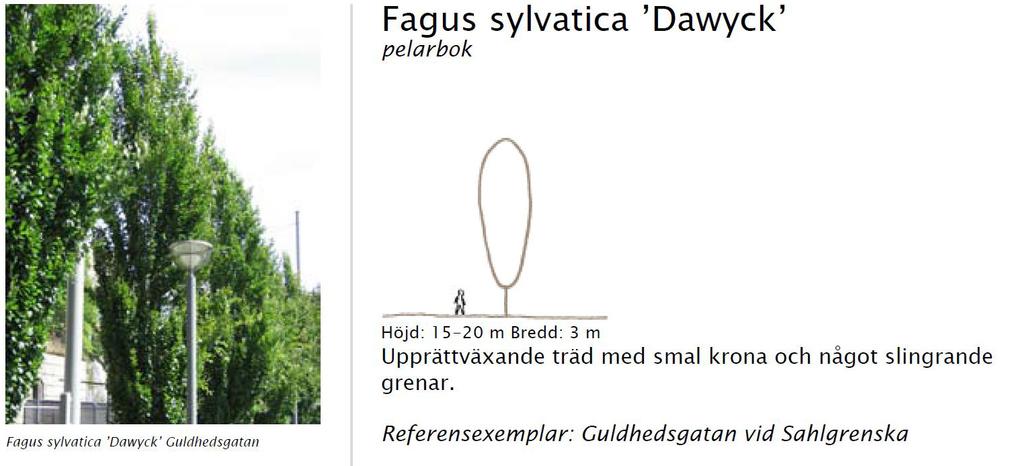 TRÄD Quercus palustris kärrek Höjd: 15-20 m Bredd: 8-15 m