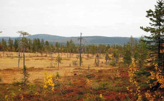 . JUBILEUMSPROV SKOG I ARVIDSJAUR 2017 Kom och fira SVKs 100-årsjubilerande med oss i Bottenviken TORSDAG 31 AUGUSTI funktionärsprov.
