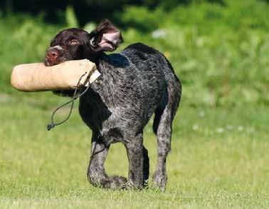 SVK LOKALAVDELNINGAR SVK /JÄMTLAND VÄSTERNORRLAND Inbjuder till medlemshelg hos Forswards Hund och Jakt den 22-23 juli Anmäl ert deltagande till Katarina Lennartsson på email-adress: holakatten@gmail.