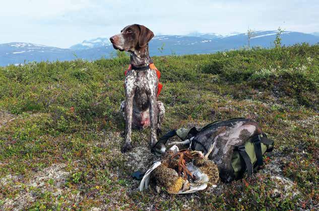 RIPJAKT FÖR NYBÖRJAREN RIPJAKT FÖR NYBÖRJAREN Förutom att jaktformen ofta kräver en del resor och vandringar som frestar på ekonomi och kropp är den ändå lättillgänglig och mycket förlåtande.