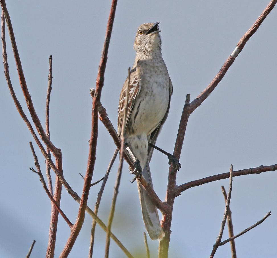 119 Zapata Wren Ferminia cerverai Endemisk Fina närobsar av en sjungande hanne vid Santo Tomás i Zapata-träsken 17.3!