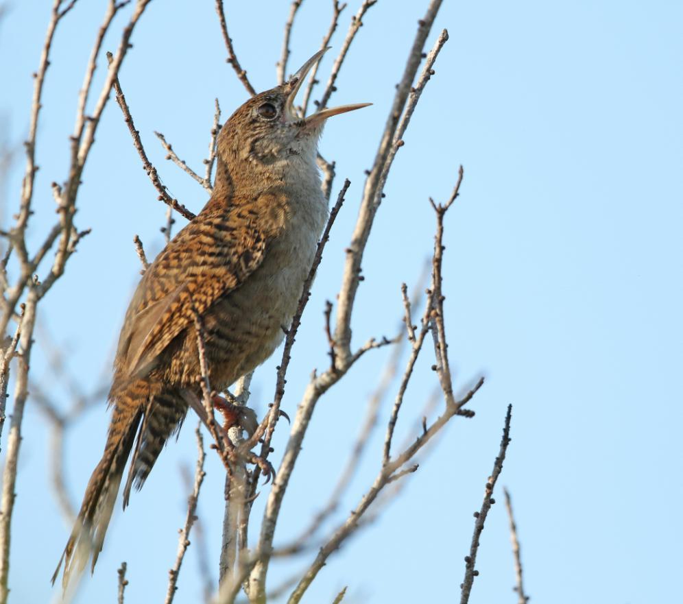 Zapata Wren, sjungande hane.