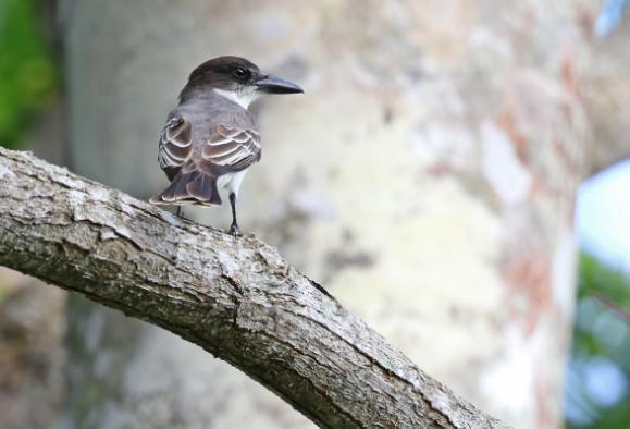 RESEDAGBOK 10 mars På Havannas flygplats kunde reseledaren med tillfredsställelse konstatera att allt bagage för de 11 resenärer med det ordinarie AviFauna-flyget hade anlänt.