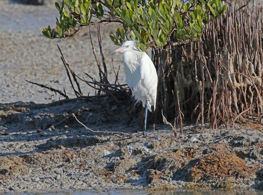 Reddish Egret, vit morf, var lokalt talrik. Foto: Carl-Axel Bauer Artlista fåglar 1 West Indian Whistling Duck Dendrocygna arborea 40 Cayo Guillermo 13.3, 30 Cayo Guillermo och Cayo Coco 14.