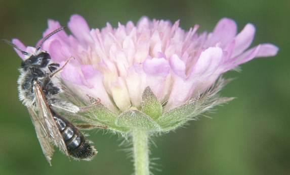 Pollinatörsslingan bör genomföras tre gånger på varje lokal per säsong. Pollinatörsslingan rekommenderas att anpassas till substratsartens fenologi.