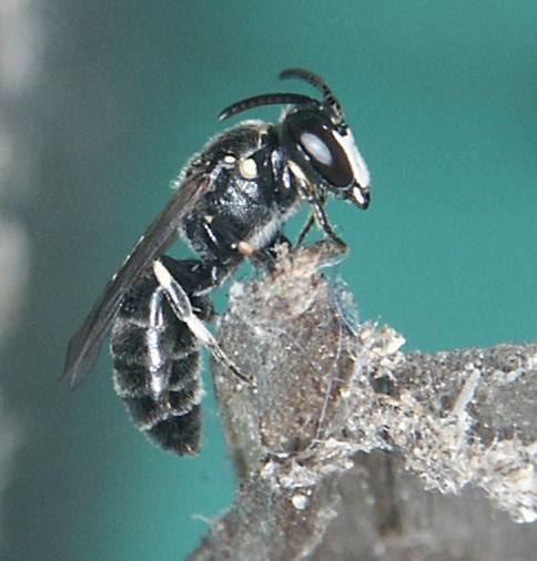 och lägger ägg där efter att hon paralyserat sitt byte. Vägsteklar är ofta knutna till torr, öppna insektsrika marker.