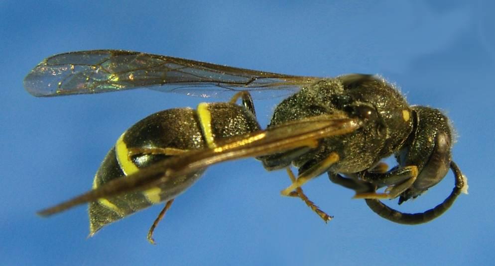22. Getingar (Vespidae) Både sociala (Vespinae) och solitära (Eumeninae) getingar ryms inom denna stora familj.