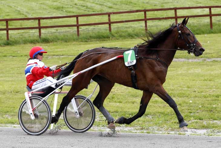 månadens häst juni2012 My Golden Foto: Hanold/Foto-Mike Sto 3 år e. Adams Hall (US) u. Lady Wall Star ue. Starchip Entrprise (US) Ägare, uppfödare & skötare: Hans Ivar Wall, Rättvik.