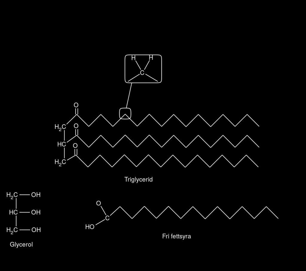 Figur 2: En triglycerid består av tre fettsyror och en glycerol.