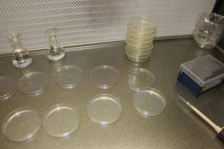 Figur 3. På agarplattor ströks ut 0,1ml lösning per platta. Av varje spädning gjordes 8 replikat (plattor). 2.