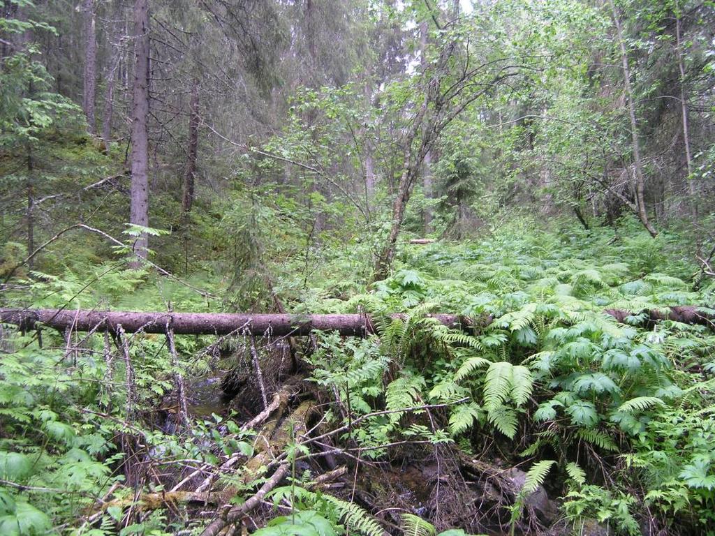 1 Bevarandeplan Natura 2000 Ravin i Holme SE0710206