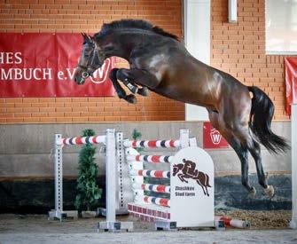 Ahorn Z DE 433331603002 Old, B Camie Contender Pytia v. Calypso II v. Fantast Massandra DE 441411182311, Db Captain Fire L.St.-S. Larissa Contendro I Magic Lady 2 Landadel Finte v. Contender v.