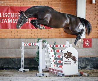 Lady Landadel Wunschfee v. Landgraf I v. Wunschtraum 32 1. Generation: Lancelot 384/Tebbel, Justine (int. 1,40 m) v. Lancer III; Caryota/Tebbel, Maurice (int. 1,40 m) v. 2.