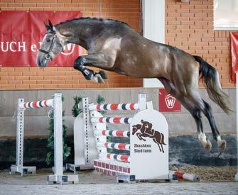 Amarpour xx DE 433331603002 Old, B Camie Contender Pytia v. Calypso II v. Fantast Contesta v. v. Colini Tachor Nimmerdor Bacarole v. Farn v. Silvano DE 441410758804, Schi Piroschka Pilot St.