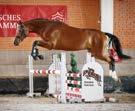 Pilot; Serrano - H (Dr. S) v. Sandro Hit; CMB Cera (1,30 m) v. (Windows v.h. Costersv.); Flovinos Feiner Kerl (Dr. S) v. Flovino; Amadeus 900 (1,30 m) v. Avec Coeur; A Triple A Plus (1,40 m) v.