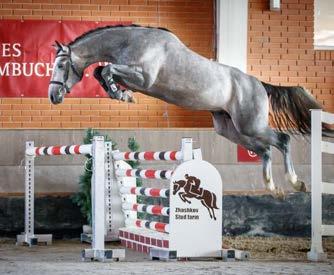 Foto: pferdebilder.de 1 DE 441410149517 geb. 18.04.2017 ca.. 161,5 cm / 15.8 hands Air Jordan Argentinus Argentan St.Pr. Dorle v. Absatz v.