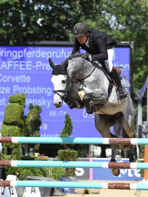 Springpferde National Championships for young horses in Warendorf 2019 High placed in the finals of the 5-year old show jumpers Der gekörte Hengst / The licensed stallion Corvette v.