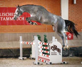 Heffinck Weinberg Dornröschen Quite Easy I Chanel (Kerrin II) v. Weinhang v. Dinard L v. Quidam de Revel v. Carthago Carvalla DE 441410830503, Schi Grannuse Grannus St.Pr.St. Premiere v. v. v. Graphit v.