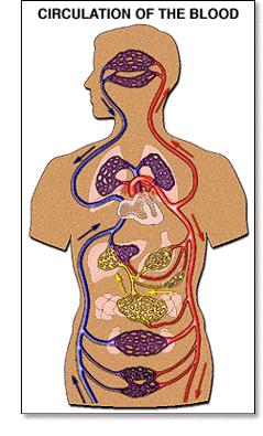 infektioner Hepatocellulär cancer