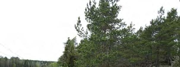 störande av närboende pga. avståndet. Utbyggnadsförslaget bedöms därför inte medföra någon konsekvens på boendemiljön. Förslag till försiktighetsåtgärd Inga åtgärder föreslås. 7.